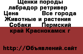 Щенки породы лабрадор ретривер › Цена ­ 8 000 - Все города Животные и растения » Собаки   . Пермский край,Краснокамск г.